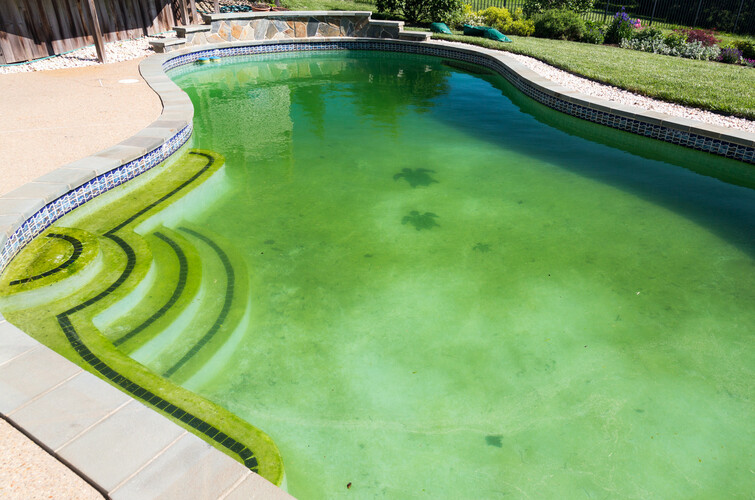 Types Of Swimming Pool Algae