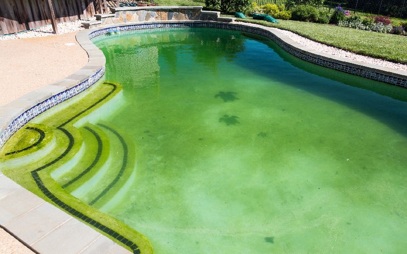 backyard swimming pool behind modern